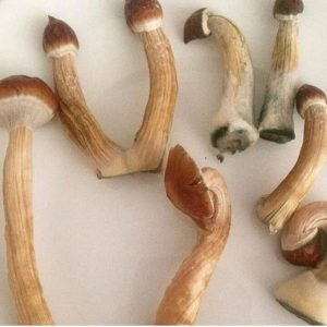 Magic Mushrooms (shrooms)